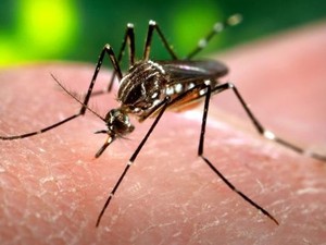 Mosquito dengue (Foto: Ministério da Saúde/Divulgação)