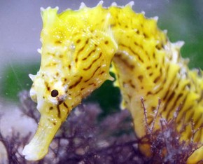 Cientistas Revelam O Lado Predador Do Cavalo Marinho Natureza G1