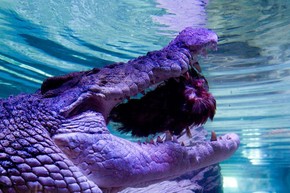 Aquario De 2 Metros De Comprimento Crocodilo De 5 Metros Ganha Festa De Natal Em Aquario Na Australia