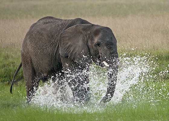 Um elefante adolescente resolve brincar no charco e espalhar água por todo lado, Parque Nacional Etosha  (Foto: © Haroldo Castro/ÉPOCA)