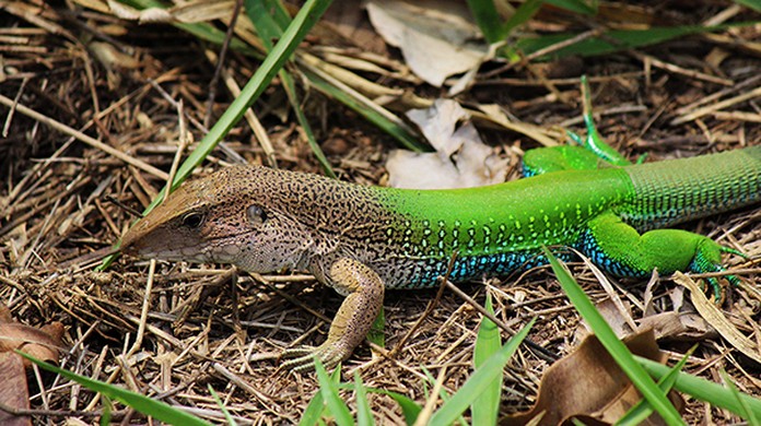 Ameiva E Conhecido Como Bico Doce E Ocorre Em Toda America Do Sul Fauna G1