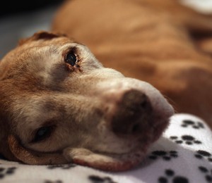 Cachorro aguarda atendimento veterinário em Nova York (Foto: John Moore/Getty Images)