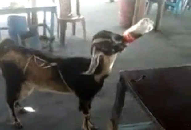 Animal pegou garrafa de refrigerante e bebeu todo o conteúdo em um gole só (Foto: YouTube/Reprodução/Manni Johnson)