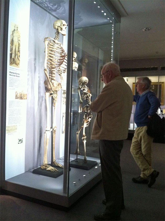 Visitante observa o esqueleto do 'gigante irlandês' em museu londrino (Foto: Dennis Barbosa/G1)