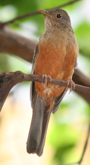 PSIU O sabiá-laranjeira canta de madrugada e os paulistanos dizem que não conseguem dormir (Foto: Wikimedia Commons)
