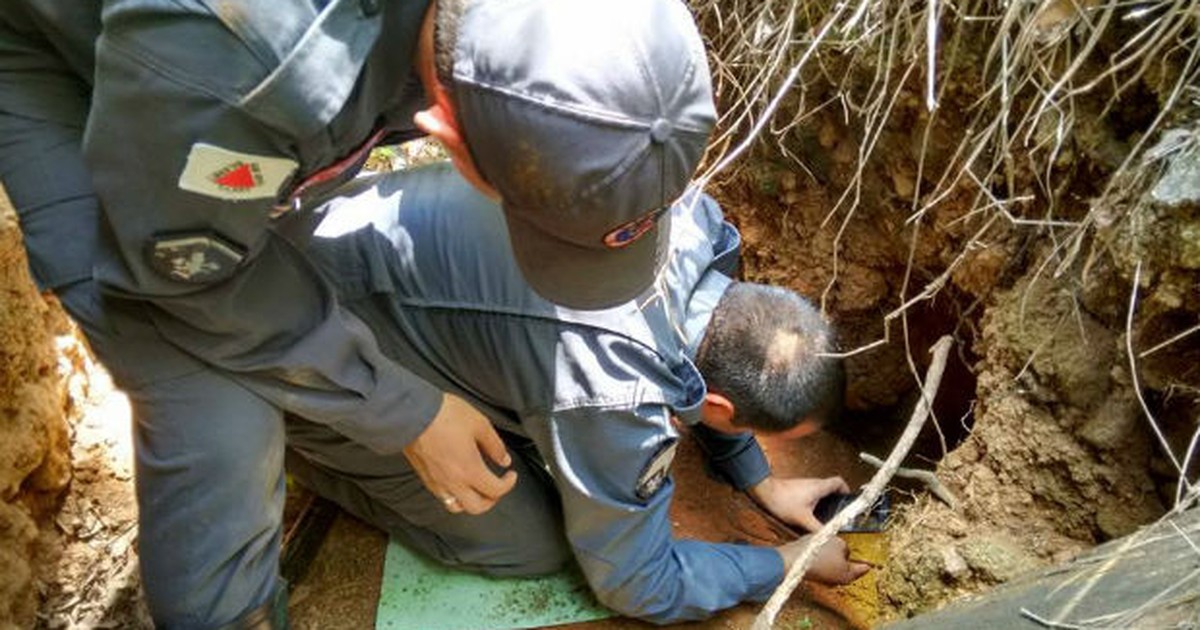 Cadela cava buraco para ter filhotes e é resgatada por bombeiros ... - Globo.com