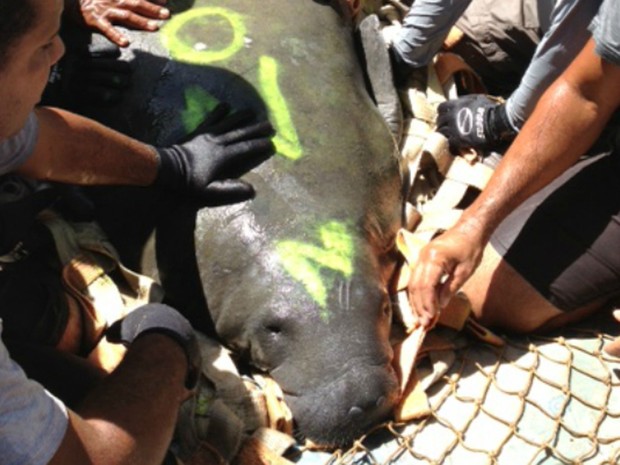 Netuno foi levado da da Ilha de Itamaracá, em Pernambuco, para Alagoas (Foto: Reprodução/BBC)
