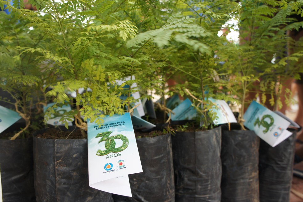 60 mil mudas serão plantadas em João Pessoa e Campina Grande (Foto: TV Cabo Branco)