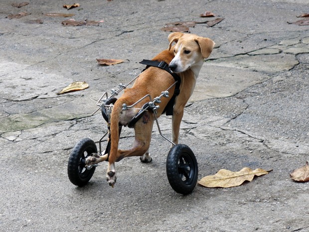 Catarina anda com a cadeira de rodas para cachorros (Foto: Mariane Rossi/G1)