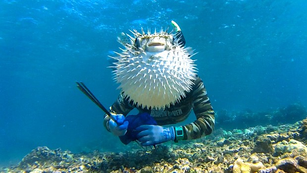 Baiacu ocupa local da cabeça de um mergulhador em um 'photobomb' subaquático na costa de Kohala, Havaí (Foto: Regan Mizuguchi/Caters News/The Grosby Group)