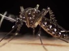 Cientistas cancelam folgas de fim de ano para estudar o vírus zika em SP