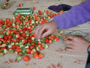 150 famílias produzem morango em Rancho Queimado (Foto: Artur Querino)