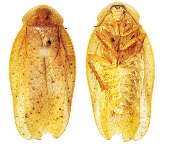 Baratas da espécie recém-descoberta 'Pseudophoraspis recurvata' (Foto: Divulgação/ZooKeys)