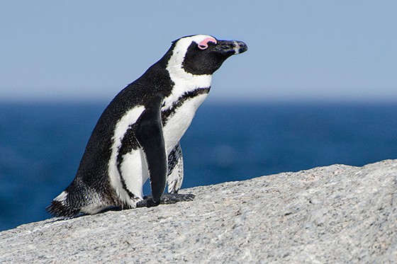 O pinguim-africano vive apenas em duas praias e em 25 ilhas da África do Sul e da Namíbia (Foto: © Haroldo Castro/Época)