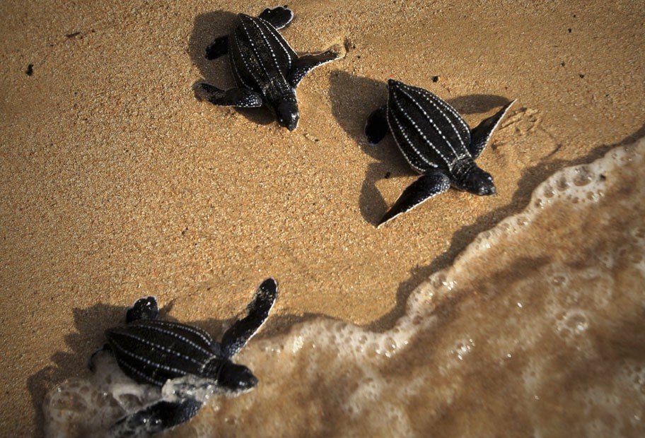Natureza - Filhotes de tartarugas-marinhas são libertados