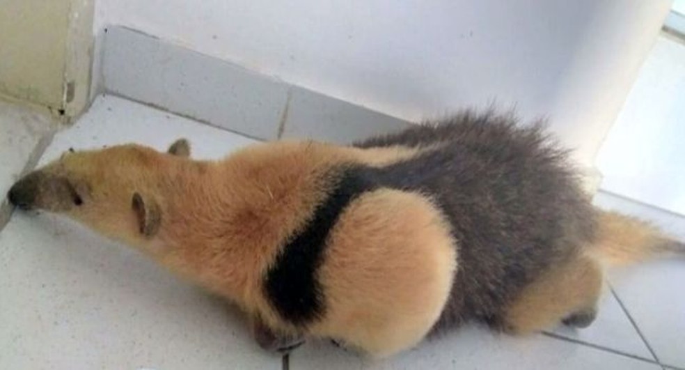 Homem levou um susto ao abrir a porta de casa e encontrar tamanduá (Foto: Douglas Nascimento)