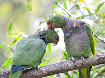 Papagaios são reintroduzidos na natureza (Foto: Vanessa Tavares Kanaan/Espaço Silvestre)