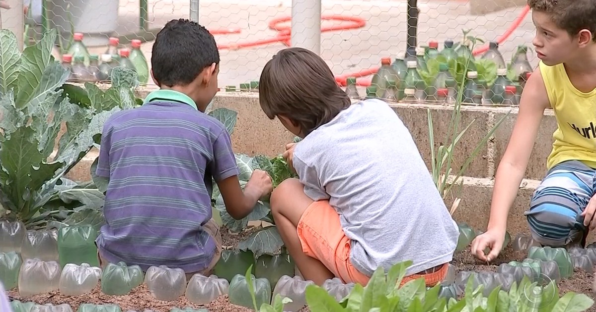 Alunos de Bauru cultivam legumes e verduras que vão para merenda - Globo.com