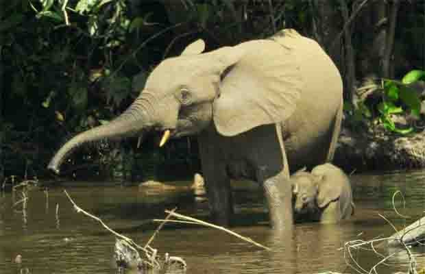 Elefante africano de floresta atravessa rio com filhote  (Foto: Divulgação/Thomas Breuer/"PLoS One")