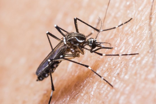 O mosquito Aedes aegypti, causador da dengue e do Zika vírus. Exército deve começar a produzir repelente para grávidas (Foto: Thinkstock)