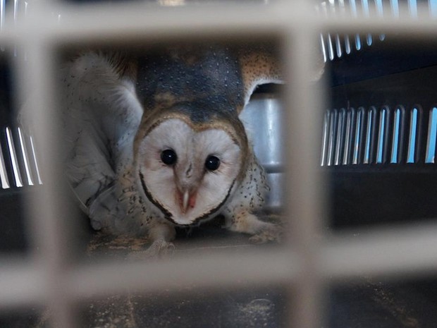 Coruja estava em um elevador em Oliveira (Foto: Marcelo Praxedes/Divulgação) Coruja estava em um elevador em Oliveira (Foto: Marcelo Praxedes/Divulgação)