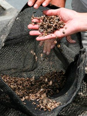 Projeto Aquinordeste pretende estimular cultivo de sementes de ostra no RN e em outros estados nordestinos (Foto: Moraes Neto)