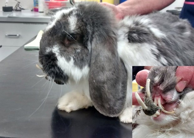 Coelha tinha dificuldades para comer por conta dos dentes muito grandes (Foto: RSPCA)