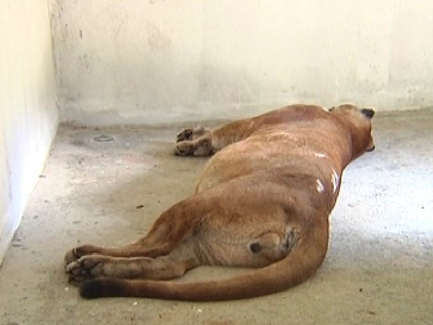 Macho, de 90 quilos, morreu após ser sedado para transferência (Fot Reprodução TV Tem)