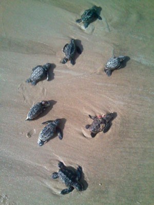 Oito tartarugas foram encontradas mortas em praia de Ilhéus (Foto: Marilene Rosa/Arquivo Pessoal)