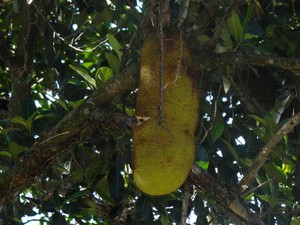 Fruto da Jaqueira  (Foto: Foto: Giselda Person / TG)