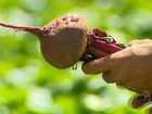 Valor de venda da beterraba agrada produtores da raiz de Minas Gerais