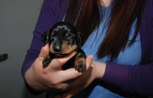 O filhote Mini Winnie, um cachorro clonado no Reino Unido. Seu nascimento foi transmitido pela TV britânica (Foto: Channel 4/AP)