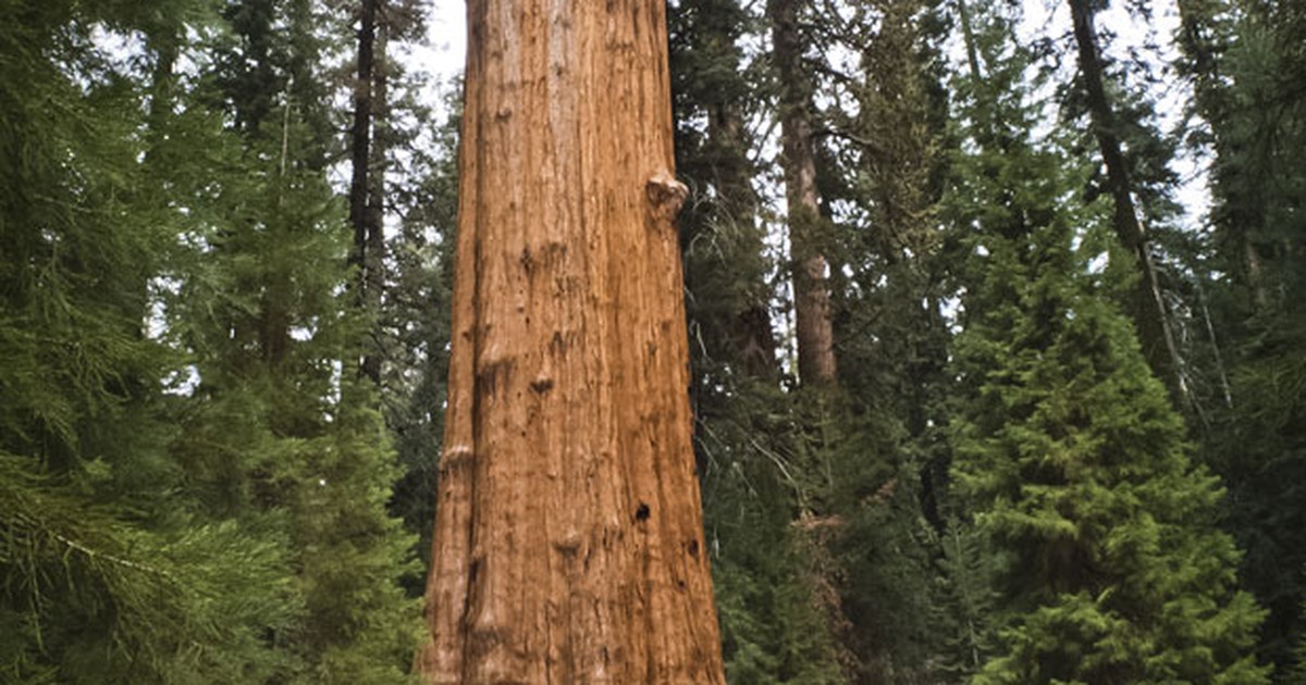 g1-parque-das-sequoias-gigantes-tem-rvore-de-83-m-de-altura-nos-eua