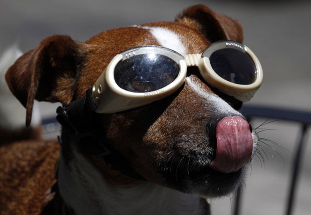Em agosto deste ano, o cão fox-terrier Browser foi flagrado de óculos escuros para enfrentar dia de calor em Portland, no estado americano de Oregon.  (Foto: Don Ryan/AP)