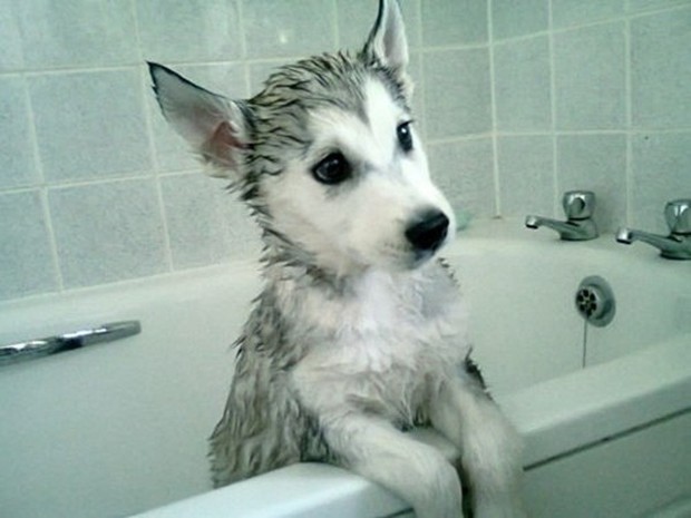 Husky aproveita para relaxar na banheira durante o banho (Foto: Reprodução)