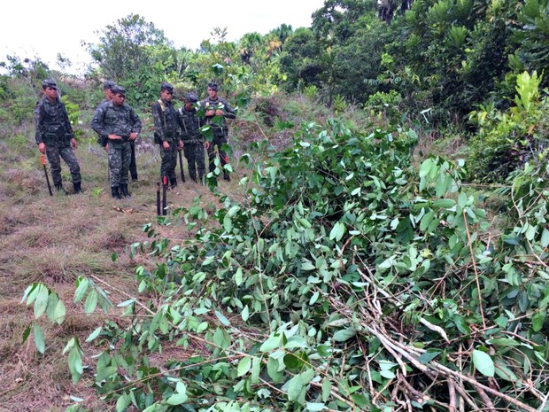 Exército foi acionada para ajudar na retirada dos pés de coca no interior do Acre  (Foto: Gledisson Albano/Arquivo pessoal)