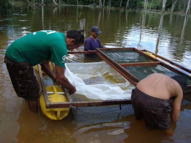 Moradores criam tambaquis em cativeiro no município de Ipixuna do Pará. (Foto: Divulgação)