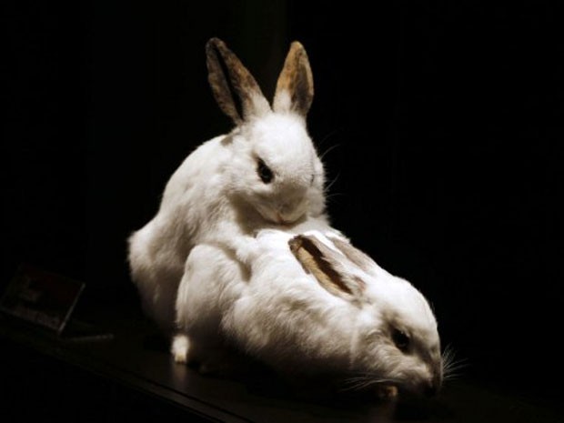 Casal de coelhos também faz parte da mostra sobre a vida sexual dos animais (Foto: Francois Guillot/AFP)