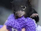 Bebê diabo-da-tasmânia vai a evento para espécies ameaçadas na Austrália