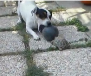 Uma tartaruga que bate um bolão (Foto: Reprodução/ Youtube)
