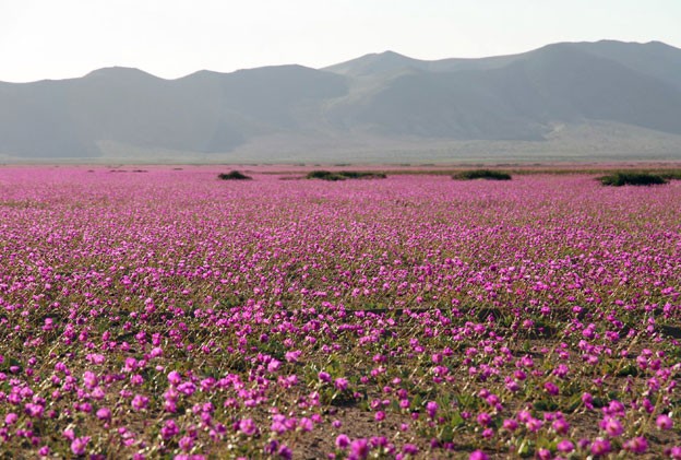 Flores cobrem Deserto do Atacama, no Chile, na região de Huasco  (Foto: AFP Photo/Carlos Aguilar)