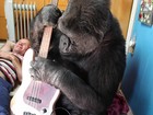 O encontro do baixista do Red Hot Chili Peppers com a gorila Koko