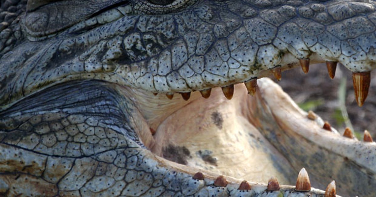 G1 Crocodilo Enorme Parece Sorrir Ao Ser Fotografado Em Parque Na