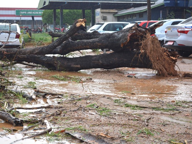 Uma das árvores caiu perto de carros, em Ariquemes (Foto: Ana Claudia Ferreira/ G1)