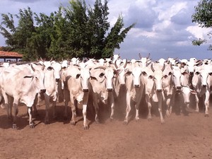 Gado será enviado para abate imediato em Tocantins (Foto: Divulgação/Secom) Gado será enviado para abate imediato em Tocantins (Foto: Divulgação/Secom)