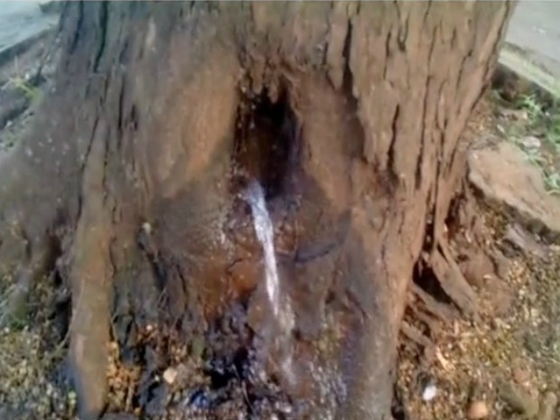 Água vaza de tronco de árvore e intriga moradores em MS; veja vídeo (Foto: Reprodução/ TV Morena)