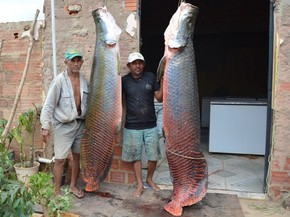 Resultado de imagem para pirarucu peixe