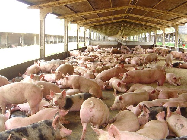 Alta no preço do milho prejudica criação de suínos no Espírito Santo (Foto: Rural Pecuária/ Reprodução)