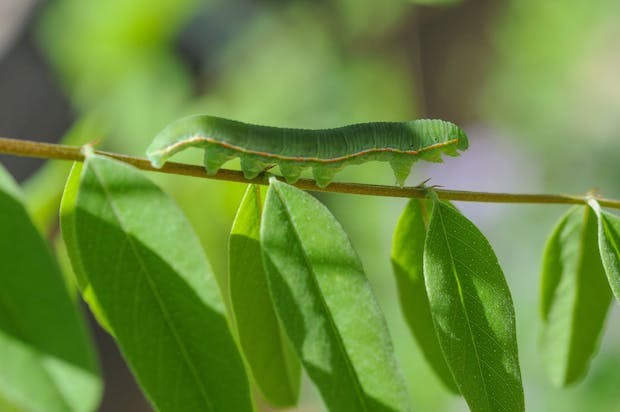 Evitar inseticidas para combater as lagartas ajuda a ter um alimento mais orgânico e saudável (Foto: Pexels / Scott R / CreativeCommons)