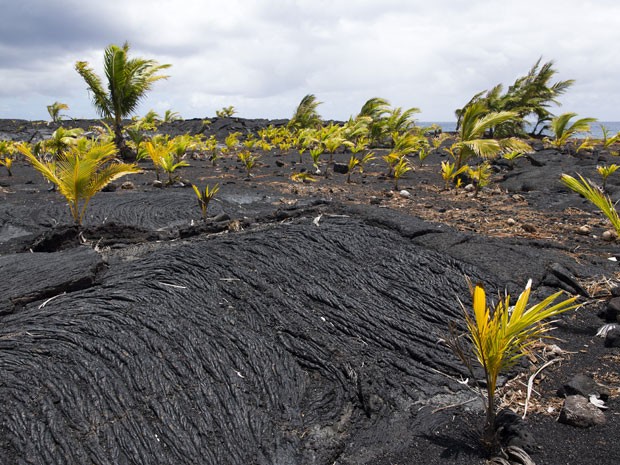 Coqueiros emergem de campo de lava perto da praia de New Kaimu, no Havaí (Foto: Marco Garcia/AP)